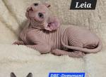 Elf Girl Leia TICA DBE Program - Sphynx Kitten For Sale - Lockport, IL, US