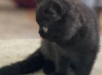 Axel - Exotic Kitten For Sale - Underhill, VT, US