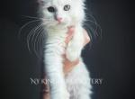 Whitey - Maine Coon Kitten For Sale - NY, US