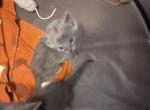 3 kittens - Polydactyl Kitten For Adoption - Fall Branch, TN, US