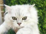 Dior - Scottish Straight Kitten For Sale - Cherkasy, Cherkasy Oblast, UA