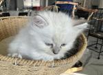 Talia Gucci ab - Ragdoll Kitten For Sale - Oklahoma City, OK, US