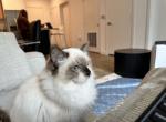 Lily Star - Ragdoll Kitten For Sale - Bethesda, MD, US