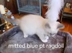 Mm24 - Ragdoll Kitten For Sale - 