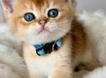 Blue - British Shorthair Kitten For Sale - San Francisco, CA, US