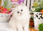 Pookie - Persian Kitten For Sale - Unionville, MO, US