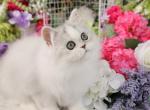 Tinker Toy - Persian Kitten For Sale - Unionville, MO, US