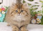 Matilda - Persian Kitten For Sale - Unionville, MO, US