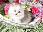 Juniper - Persian Kitten For Sale - Unionville, MO, US