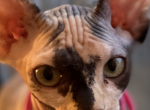 Kyoto - Sphynx Kitten For Sale - Long Island City, NY, US