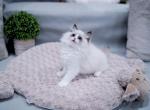 Redecho xxx - Ragdoll Kitten For Sale - NC, US