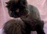 Moxie - Persian Cat For Sale - Bangor, ME, US