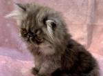 Topnotchofme Maybelline - Persian Kitten For Sale - Bangor, ME, US