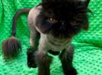 Merlin - Persian Cat For Sale - Bangor, ME, US