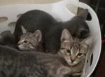 Grey - Ocicat Kitten For Sale - Collingdale, PA, US