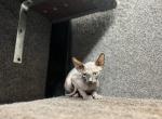 Kitty - Sphynx Kitten For Sale - Westford, MA, US