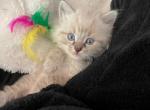 Ragdoll Snow Maine Coon Kittens ready for adoption - Maine Coon Kitten For Sale - Phoenix, AZ, US