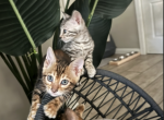 Luna and Milo - Bengal Kitten For Adoption - Bakersfield, CA, US