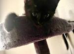 Un named black kitten - Domestic Kitten For Adoption - Hemet, CA, US