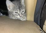 Willy - American Shorthair Kitten For Sale - Louisville, KY, US