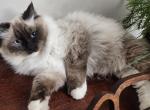 Mia - Ragdoll Cat For Sale - Seattle, WA, US