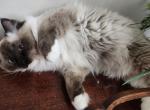 Mia purebred female Ragdoll - Ragdoll Cat For Sale - Seattle, WA, US