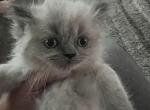 Petunia - Himalayan Kitten For Sale - NH, US