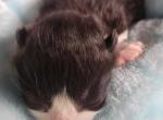 Bun Buns tux and lilac - Minuet Kitten For Sale - New Hartford, CT, US