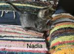 Normal Nadia of Maia - Domestic Kitten For Sale - Menominee, MI, US