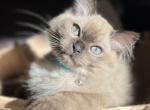 Milo - Ragdoll Kitten For Sale - Laurel, MD, US