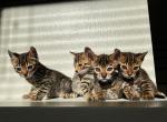 Doja & Ozzy Last Litter - Bengal Kitten For Sale - 