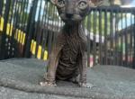 Pepper's Queen Hazelnut - Sphynx Kitten For Sale - Cresaptown, MD, US