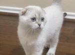 LEANNA - Scottish Fold Kitten For Sale - Austin, TX, US