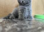 Diamond - Scottish Fold Kitten For Sale - North Richland Hills, TX, US