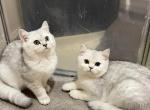 Female British Shorthair Kittens - British Shorthair Kitten For Sale - Philadelphia, PA, US