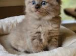 Seal mink - Ragdoll Kitten For Sale - Farmville, VA, US