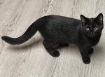 Willow - American Shorthair Kitten For Sale - 