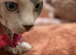 Kaya - Sphynx Kitten For Sale - Long Island City, NY, US