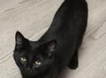 Luna - American Shorthair Kitten For Sale - Saint Charles, MO, US