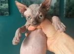 LILA - Sphynx Kitten For Sale - Brooklyn, NY, US