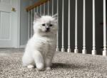 Mitted Ragdoll Male - Ragdoll Kitten For Sale - Westborough, MA, US