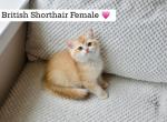 Elina - British Shorthair Kitten For Sale - 