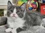 Beauty - Maine Coon Kitten For Sale - 