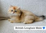 Gus - British Shorthair Kitten For Sale - Magnolia, TX, US