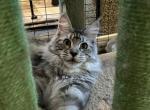 Queen - Maine Coon Cat For Sale - MO, US