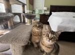 Scottish fold and straight - Scottish Fold Kitten For Sale - Mundelein, IL, US