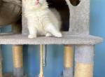 Luna - Ragdoll Kitten For Sale - 