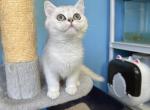 Daisy - British Shorthair Kitten For Sale - Diamond Bar, CA, US