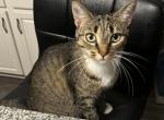 Mia - Domestic Kitten For Adoption - Algonquin, IL, US