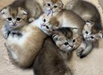 Scottish fold - Scottish Fold Kitten For Sale - 